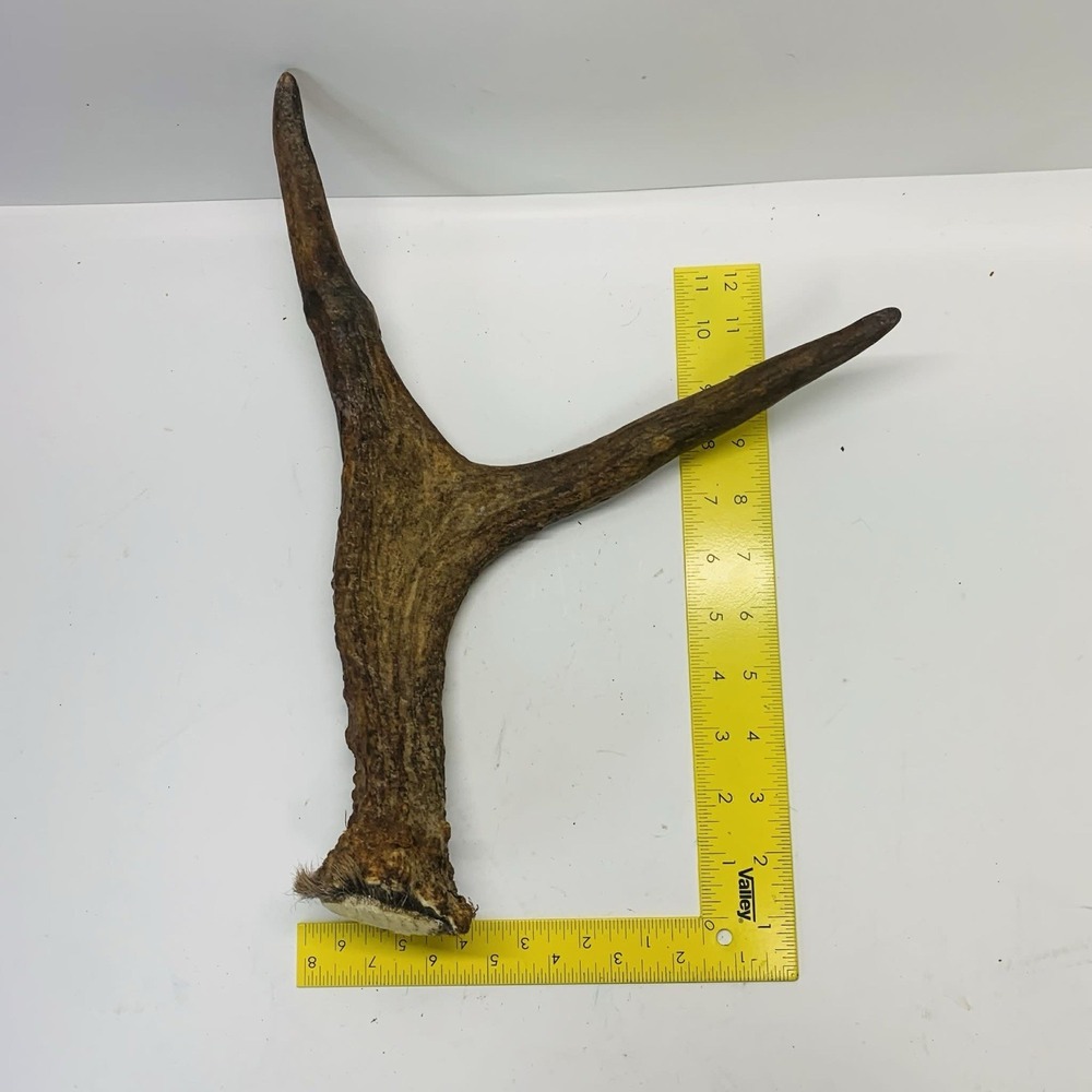 Naturally Shed Wild Moose Antler Horn Knife Carving Dog Chew Taxidermy Craft DIY
